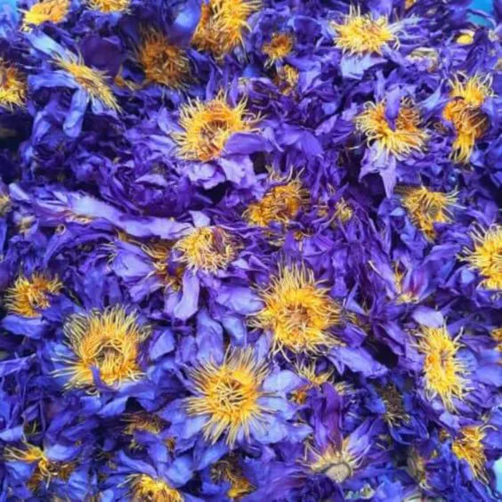 Pile of dried blue lotus petals and stamens