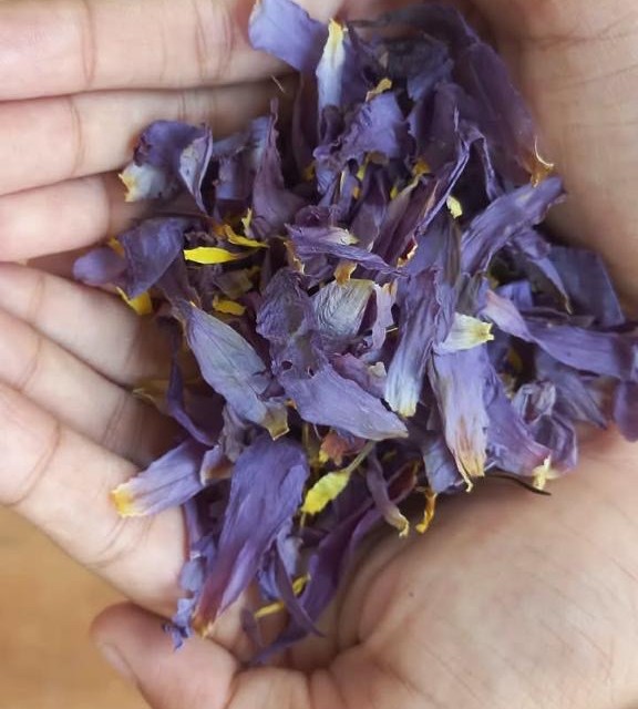Handful of dried blue lotus flower, blue-violet with yellow stamens