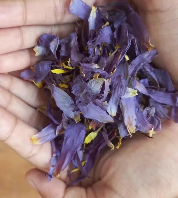 Handful of dried blue lotus flower showing petals and stamens